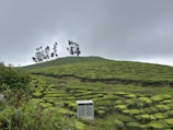 A lush green tea plantation stretches across rolling hills with well-manicured rows of tea bushes. In the foreground, a small metal shed is visible. A line of tall, slender trees stands atop the hill against a backdrop of overcast skies.