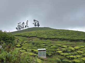 A lush green tea plantation stretches across rolling hills with well-manicured rows of tea bushes. In the foreground, a small metal shed is visible. A line of tall, slender trees stands atop the hill against a backdrop of overcast skies.