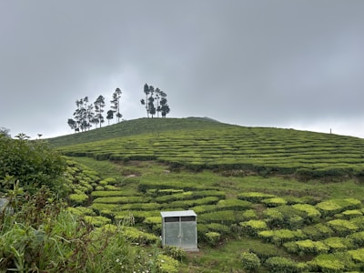 A lush green tea plantation stretches across rolling hills with well-manicured rows of tea bushes. In the foreground, a small metal shed is visible. A line of tall, slender trees stands atop the hill against a backdrop of overcast skies.
