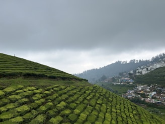 A scenic view of Kutabima village's hilly landscape with lush nutmeg trees.