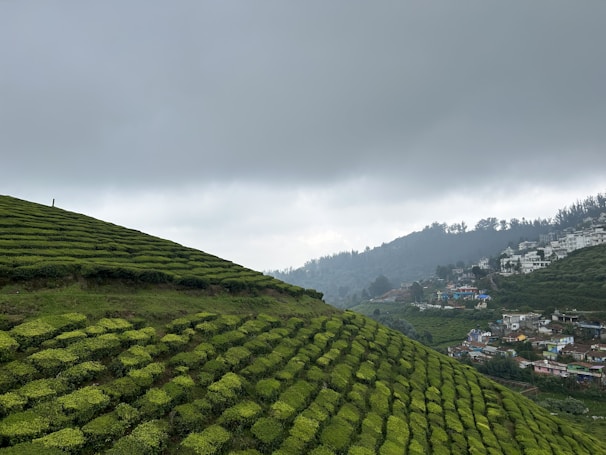 A private tour group visiting a scenic tea plantation with green hills under a blue sky in Bandung
