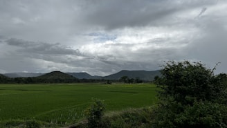 Wide shot of a lush green plot of land in Pune outskirts with hills in the background.