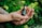 Two hands are gently holding a small dark amber bottle with a dropper cap. The label on the bottle reads 'OM Cannabis ODDCH 20% CBD'. The background consists of lush green moss and foliage, creating a natural and earthy setting.