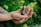 Two hands are gently holding a small dark amber bottle with a dropper cap. The label on the bottle reads 'OM Cannabis ODDCH 20% CBD'. The background consists of lush green moss and foliage, creating a natural and earthy setting.