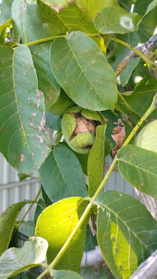 A close-up of walnut branches with ripe nuts against green hills.