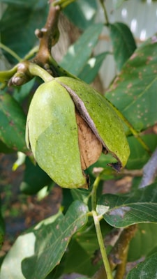 A close-up view of a green pod attached to a tree branch, which is partially open to reveal a brown nut inside. The leaves surrounding the pod are glossy and have a few speckles.