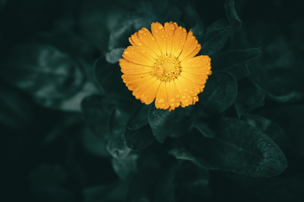 a yellow flower with green leaves in the background