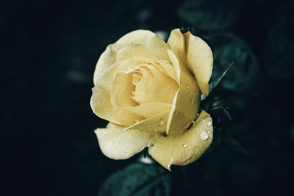 une rose jaune avec des gouttelettes d’eau dessus