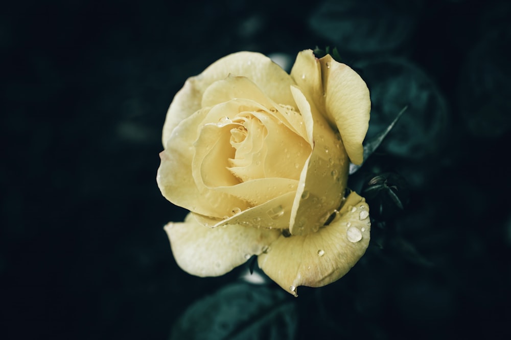 uma rosa amarela com gotículas de água