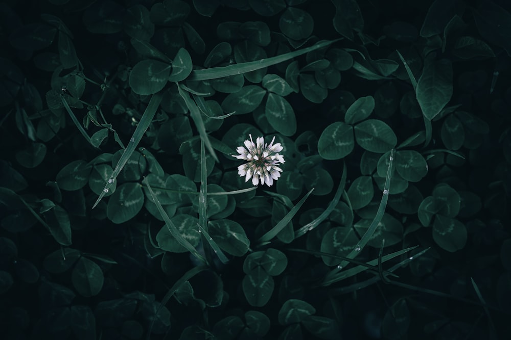 무성한 녹색 들판 위에 앉아 있는 하얀 꽃