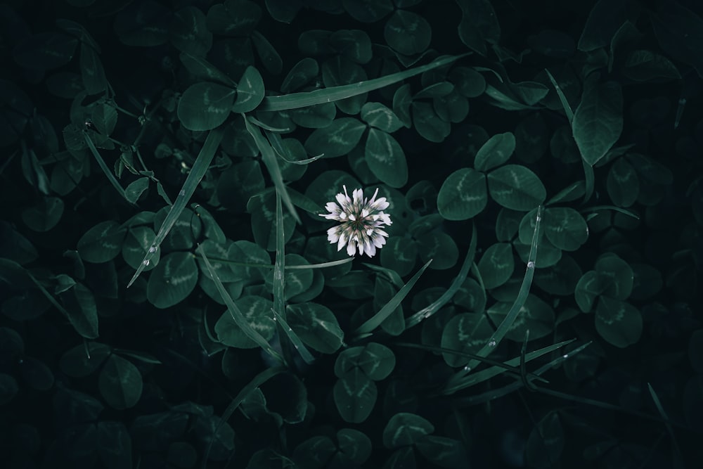 un fiore bianco seduto in cima a un campo verde lussureggiante