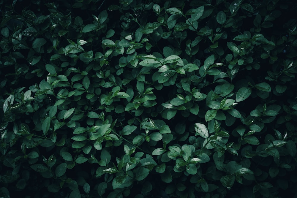 a close up of a bush with green leaves