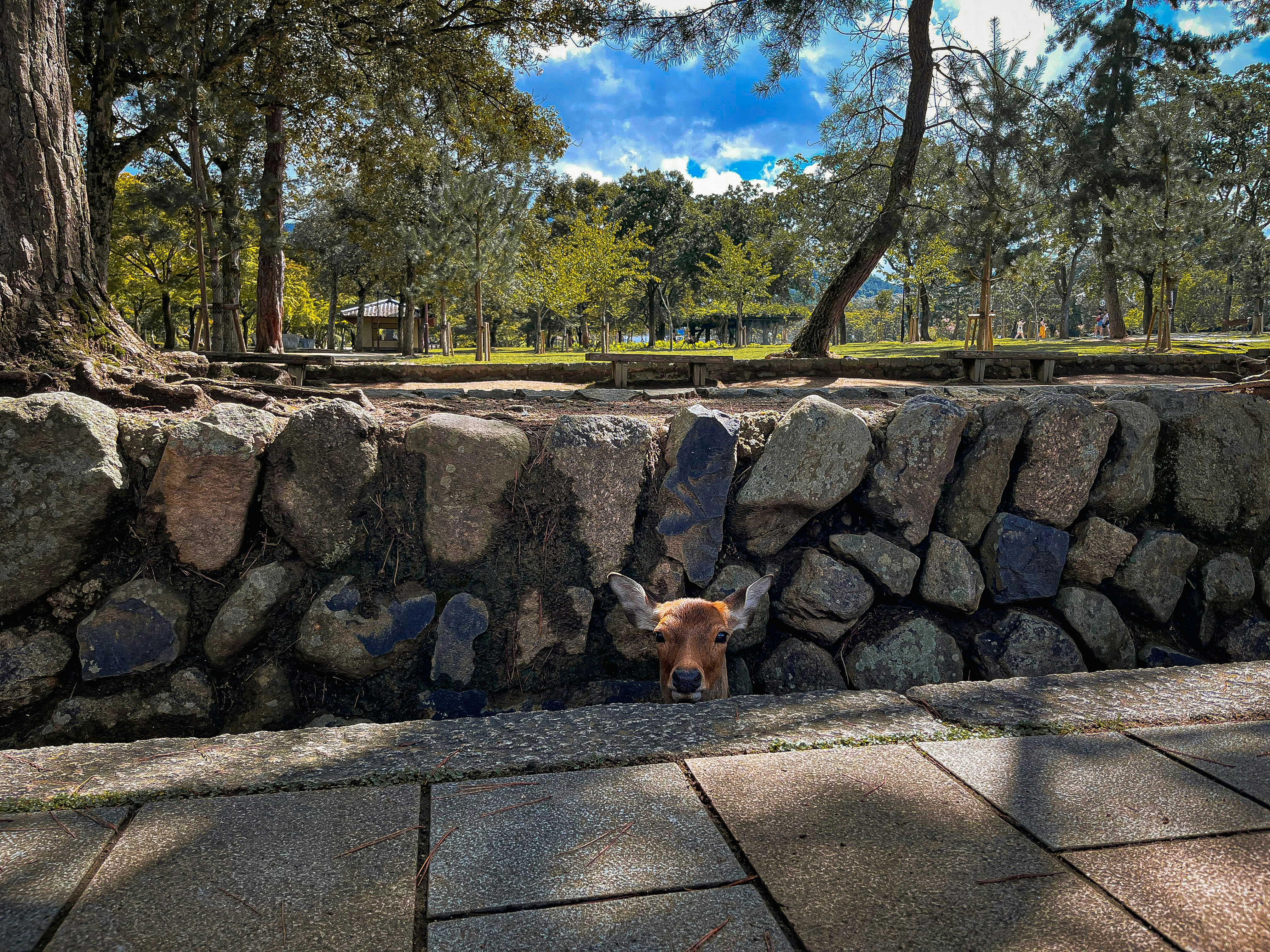 a dog standing next to a stone wall