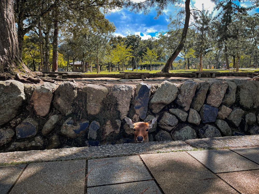 a dog standing next to a stone wall