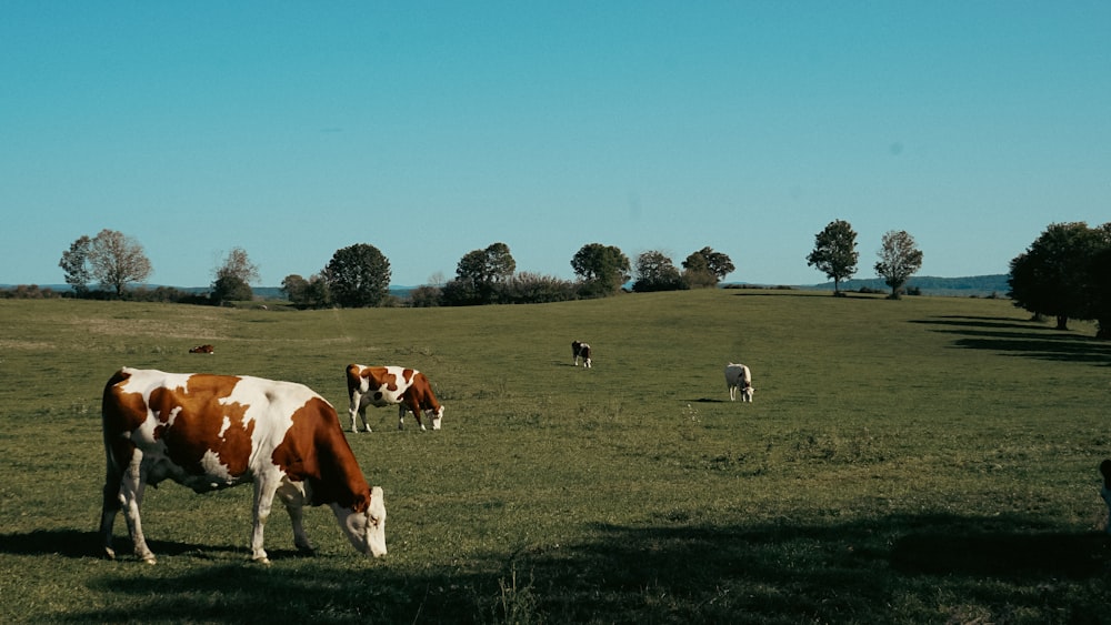 a herd of cattle grazing on a lush green field