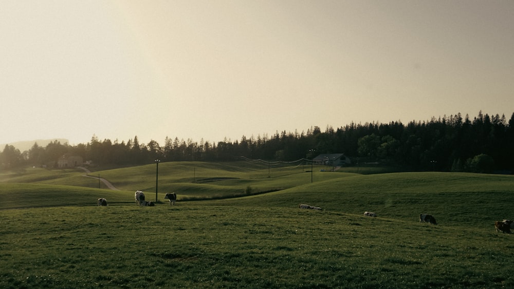 a herd of sheep grazing on a lush green hillside