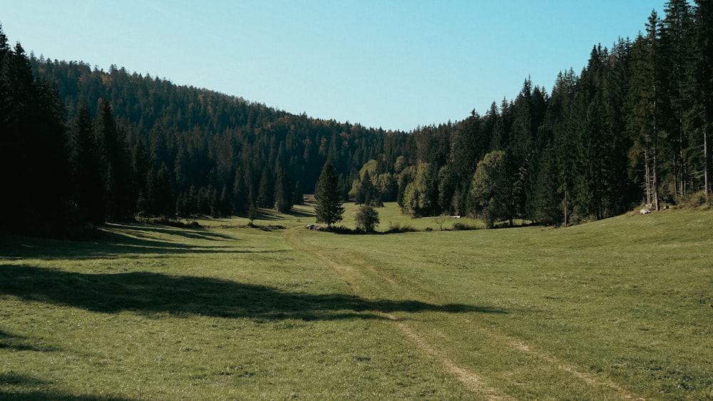 a grassy field with trees in the background