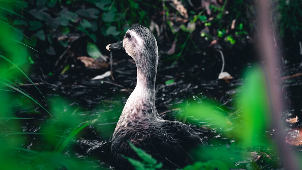 a duck sitting in the middle of a forest
