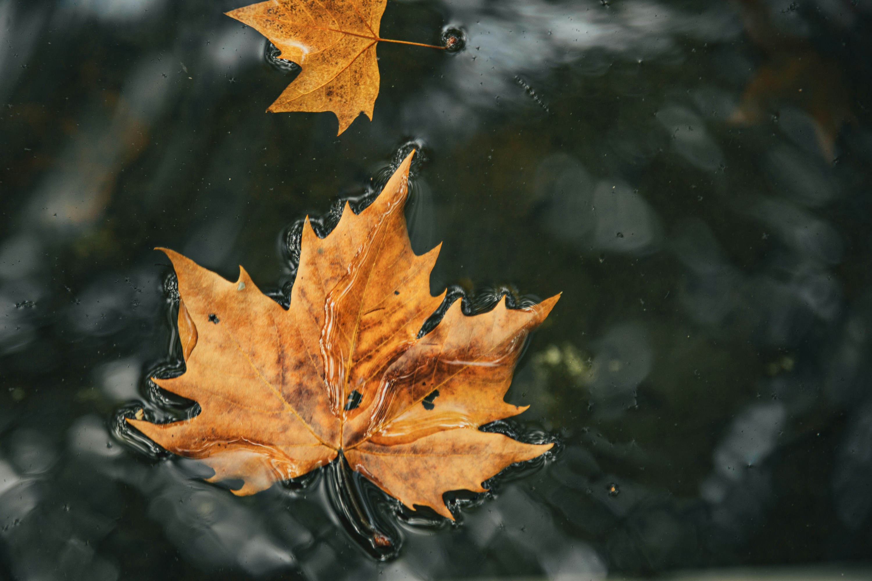 Photo by yokonoito0512