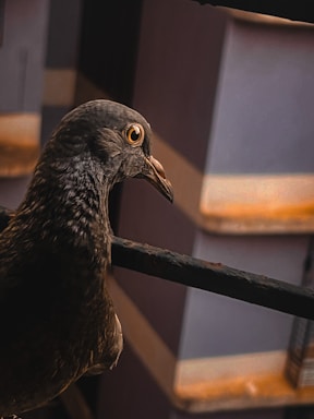 A close-up of a sturdy pigeon net installed on a balcony in Bangalore.