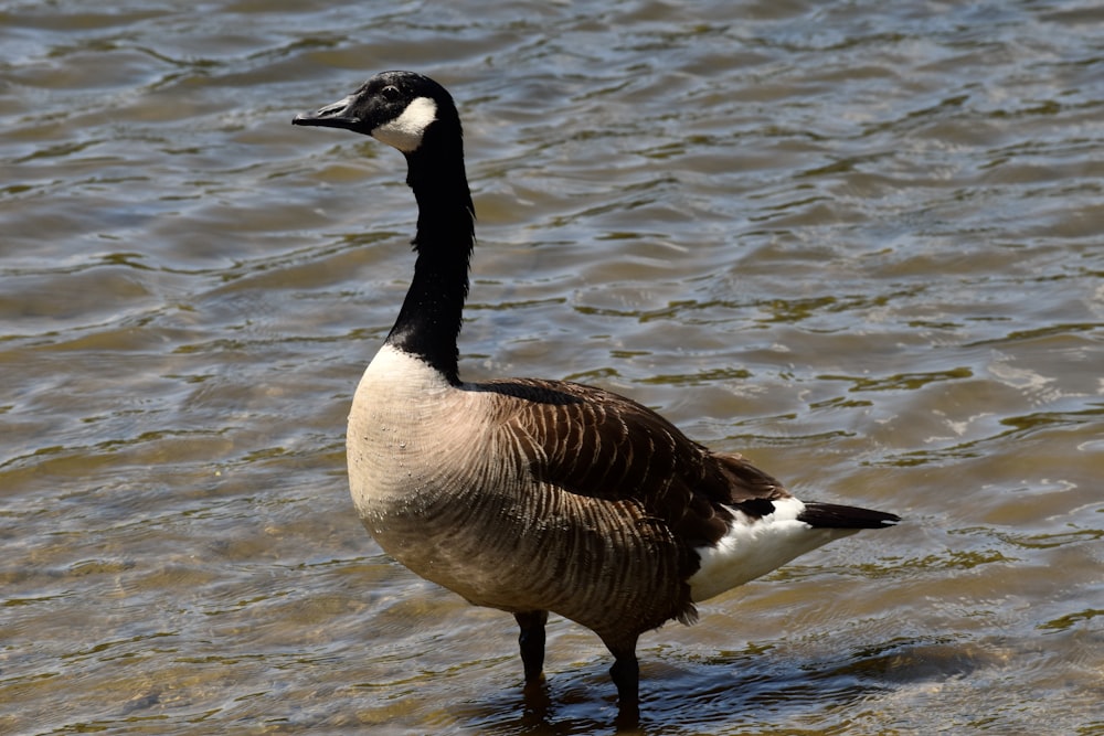 a goose standing in the water looking for food
