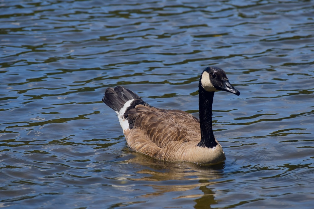 a duck floating on top of a body of water