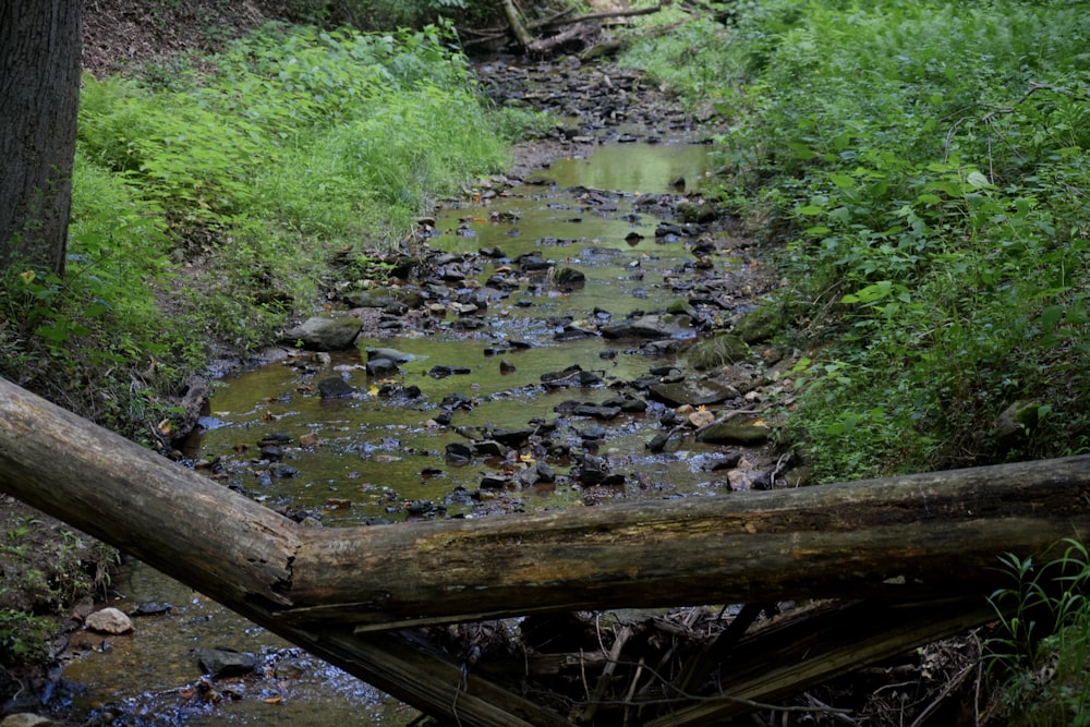 a stream running through a lush green forest