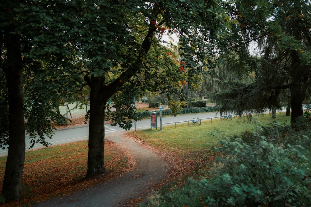 a path in a park surrounded by trees