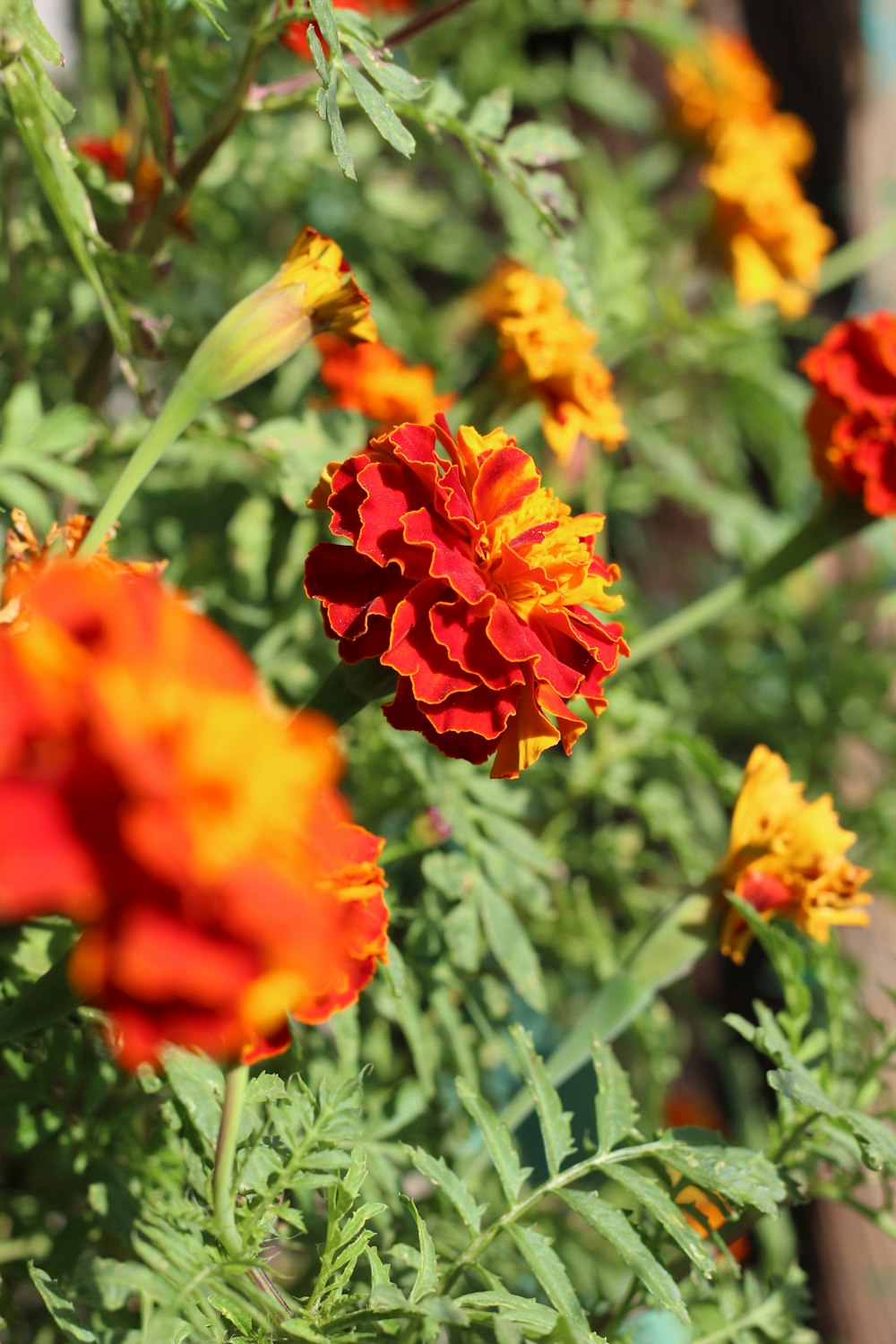 a bunch of flowers that are in the grass