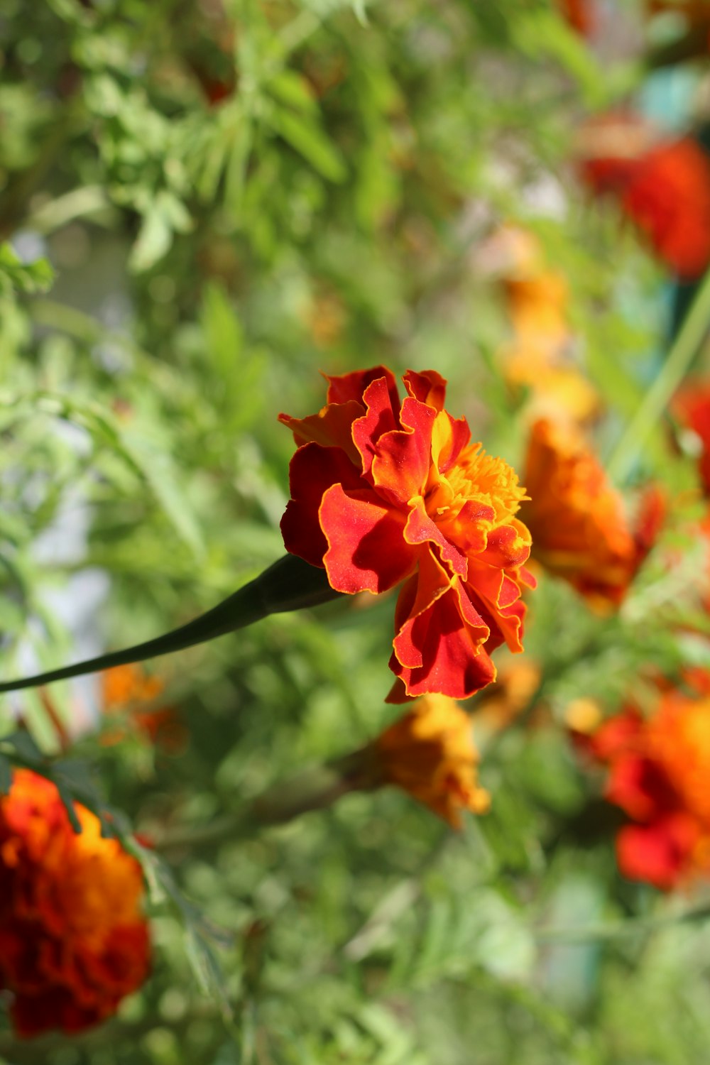 a close up of a red and yellow flower