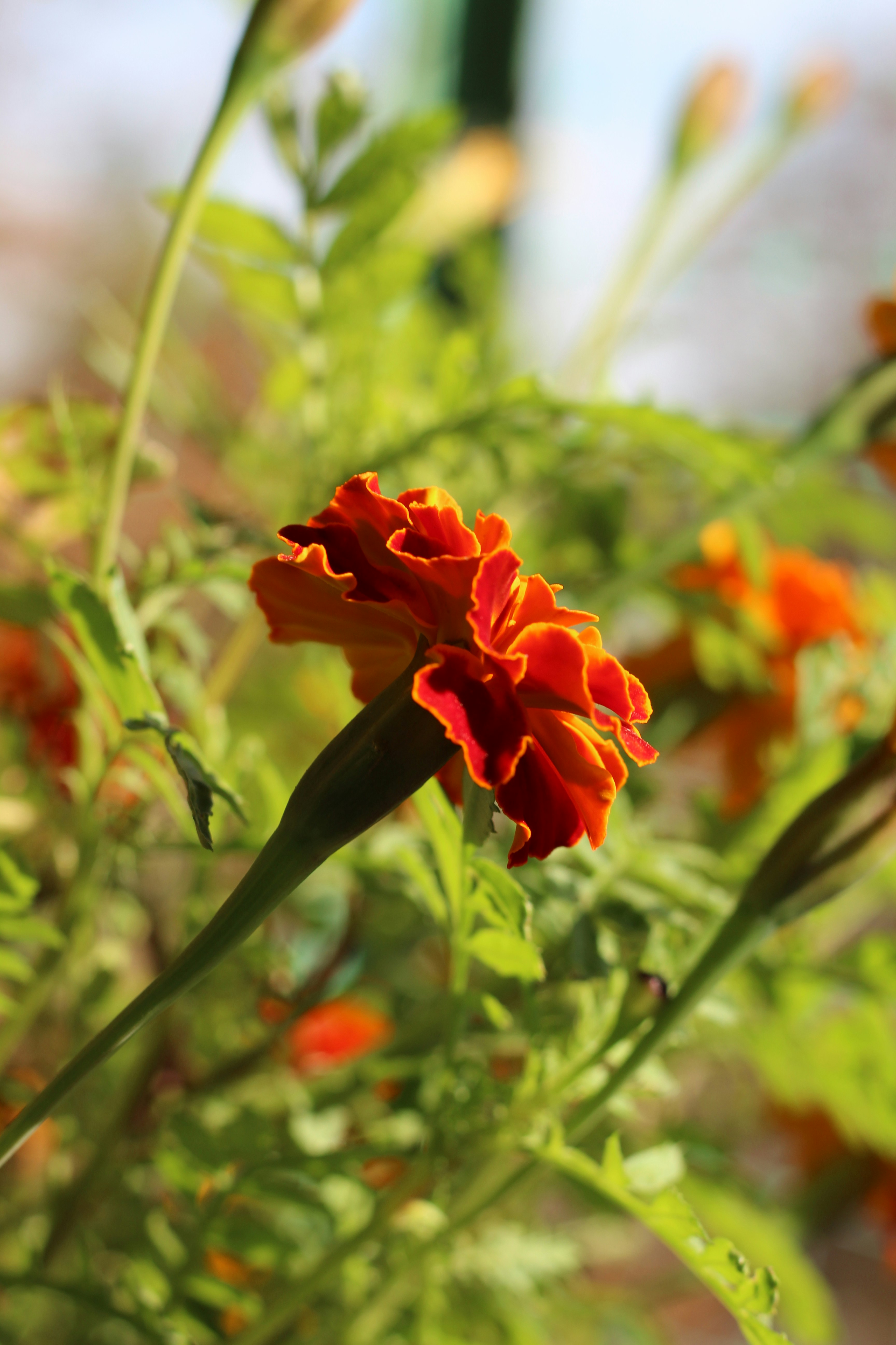 Photo by marina_yalanska