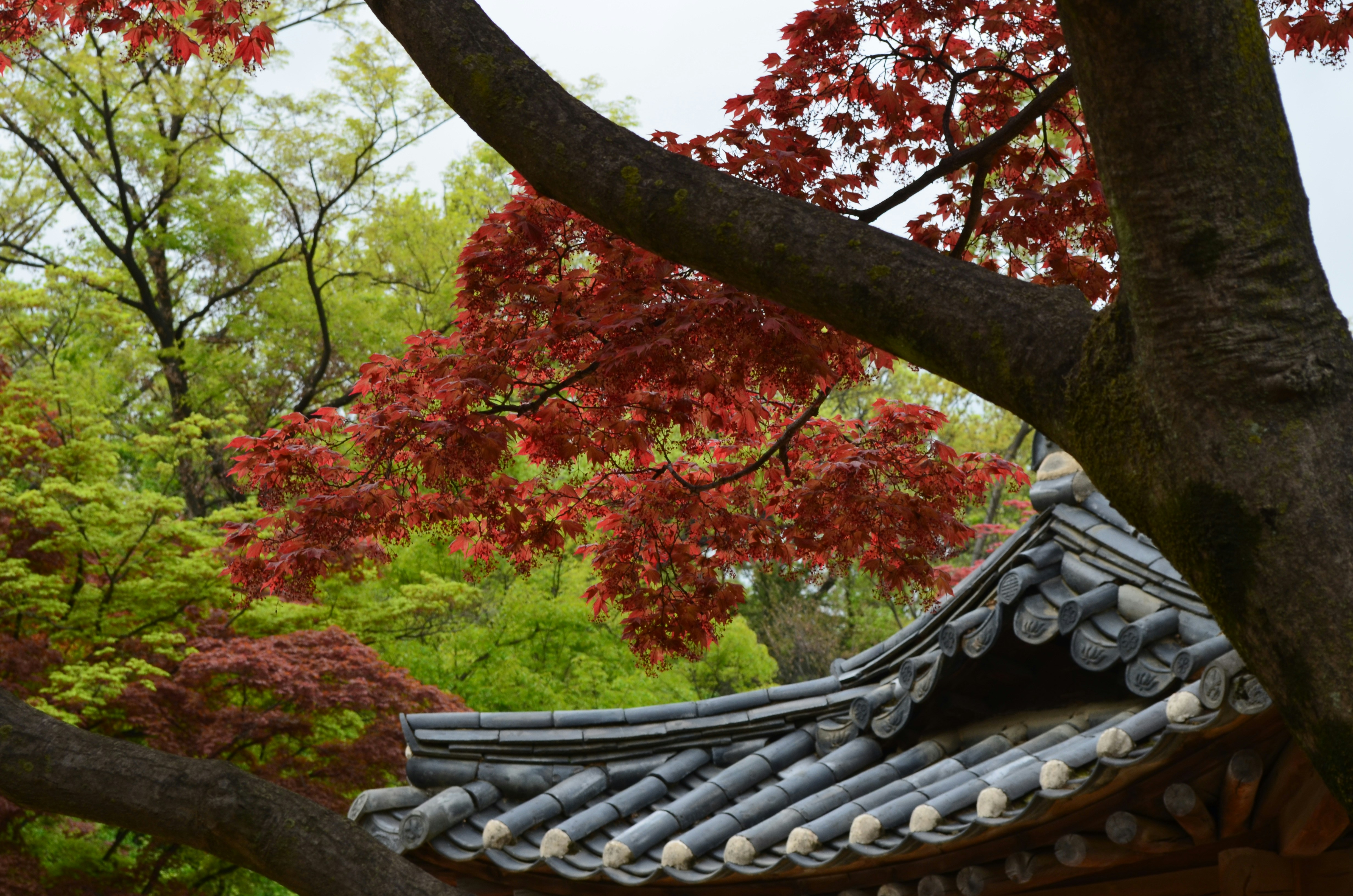 a tree with red leaves near a building, 