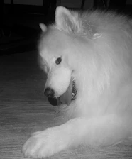 Cheerful dog resting comfortably on a clean floor surrounded by pawfect touch™ products.