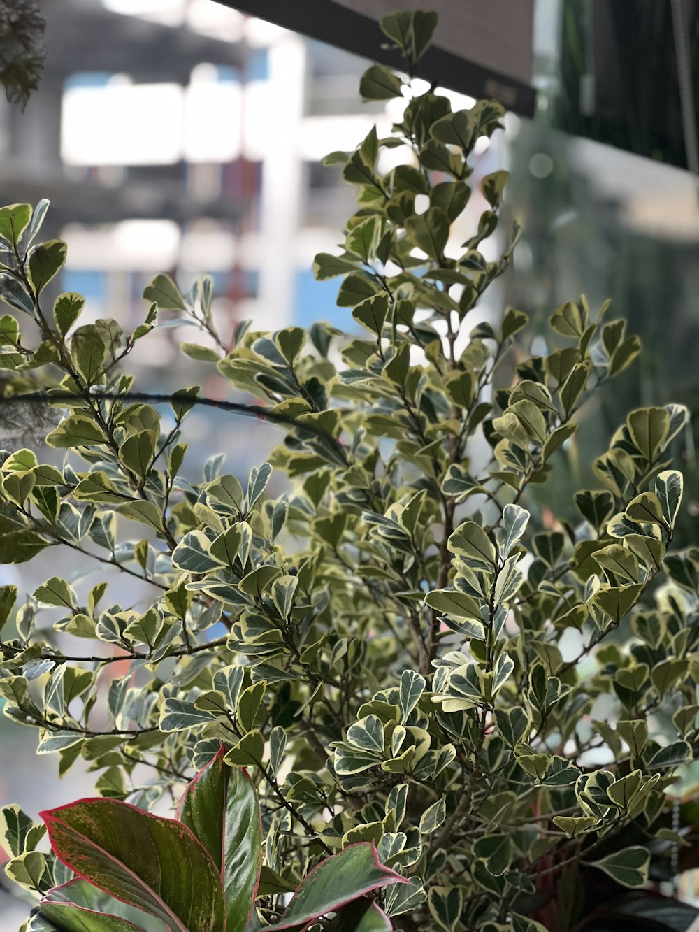 a close up of a plant with green leaves