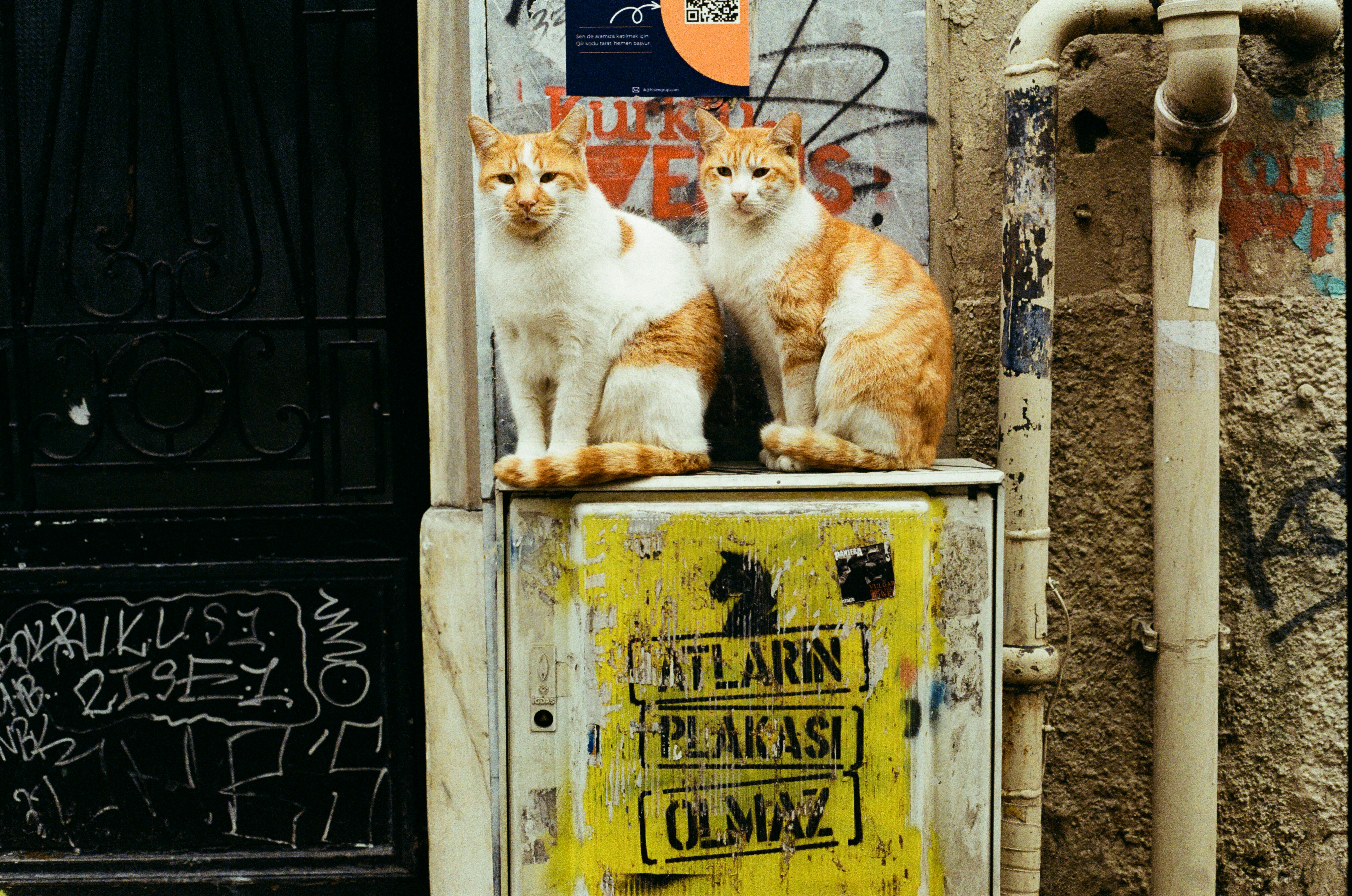 Erenköy Petshop