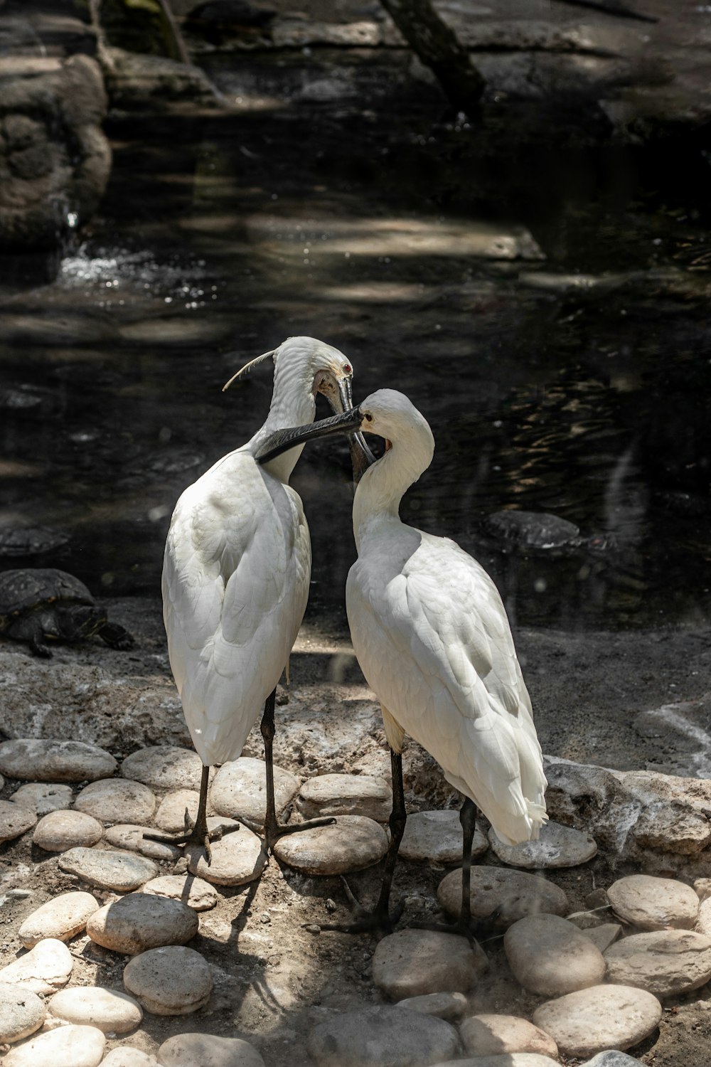 two white birds standing next to each other on rocks