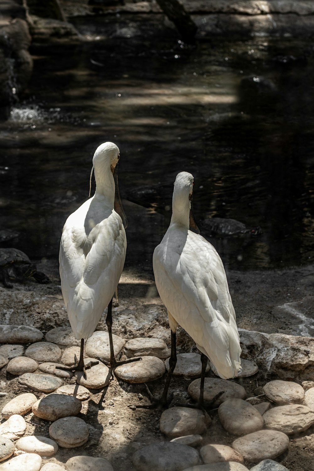 two white birds standing next to each other