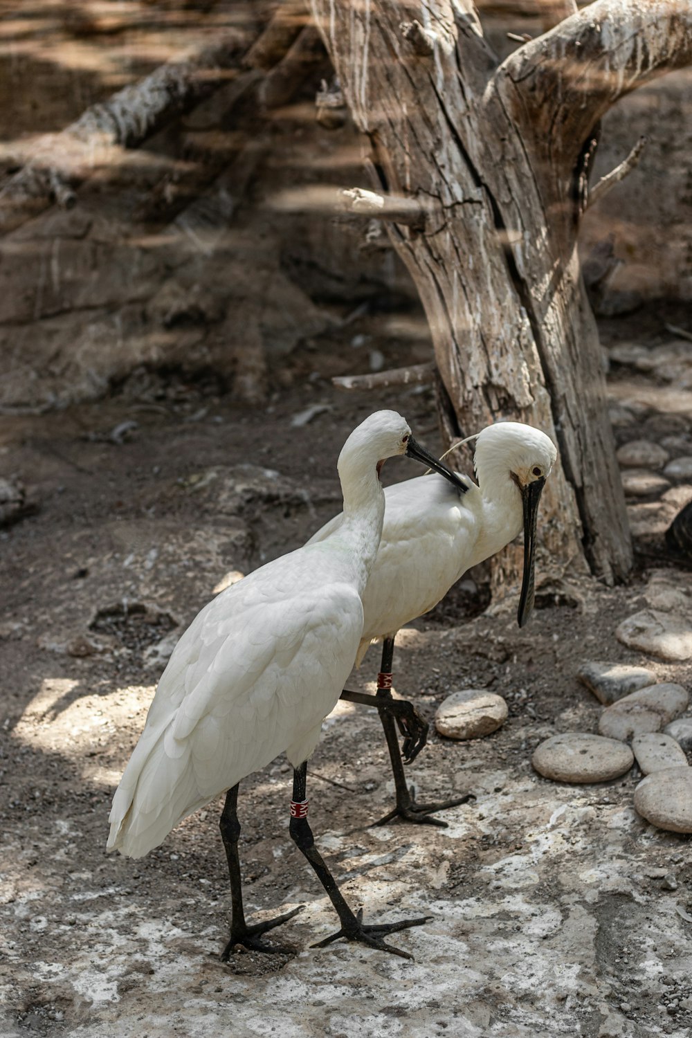 Un couple d’oiseaux blancs debout au sommet d’un champ de terre
