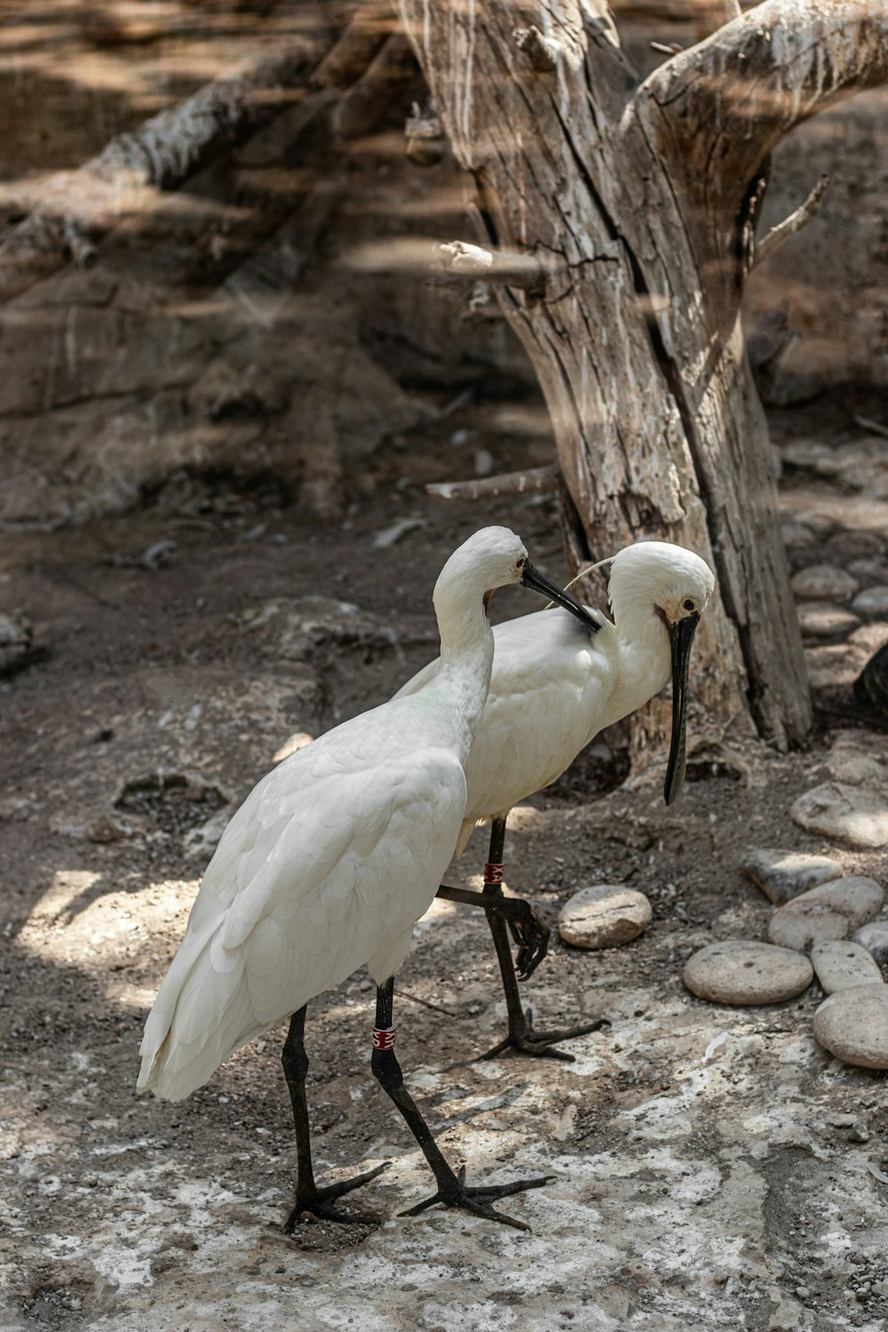 a couple of white birds standing on top of a dirt field