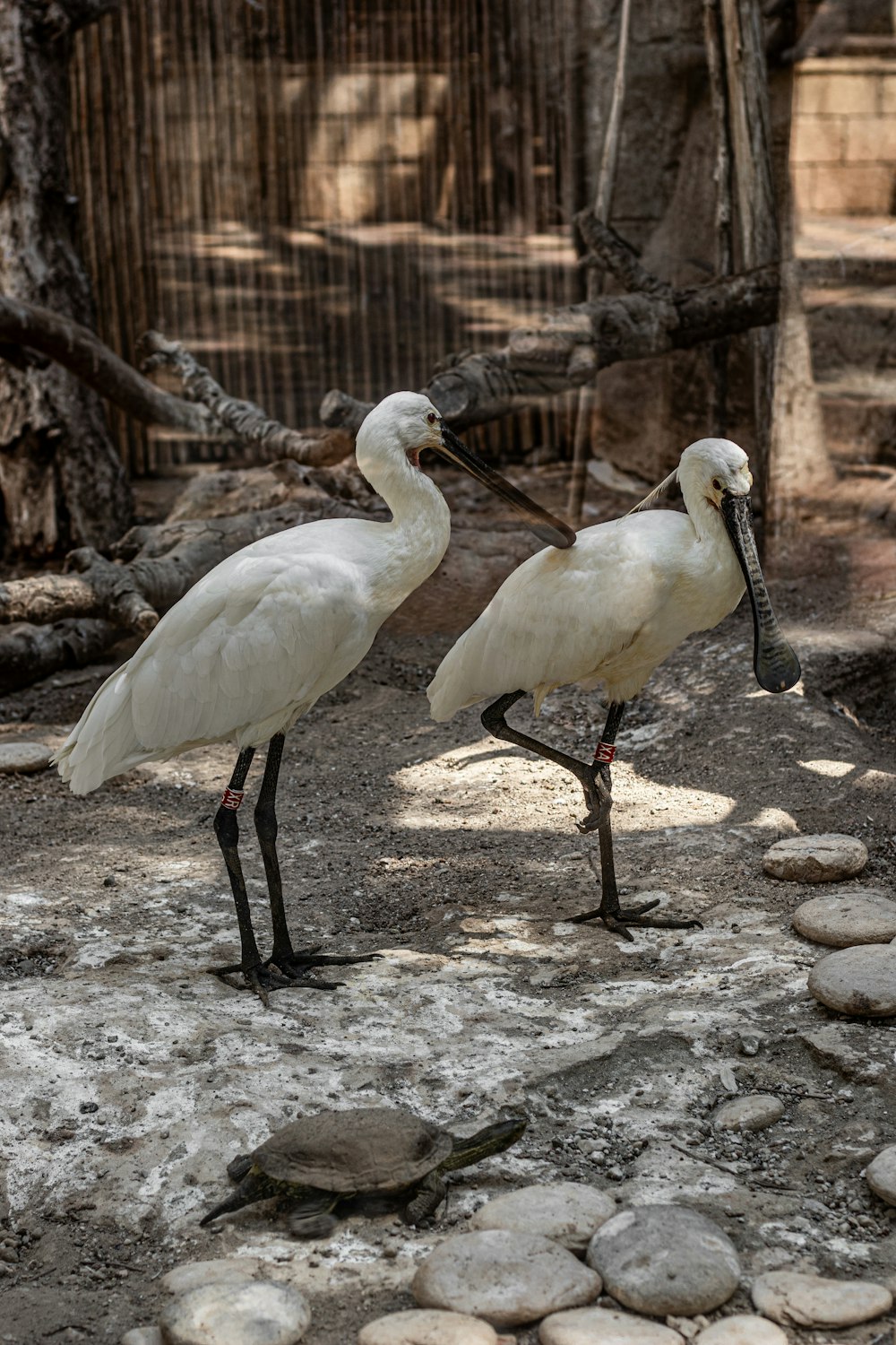 two white birds standing next to each other
