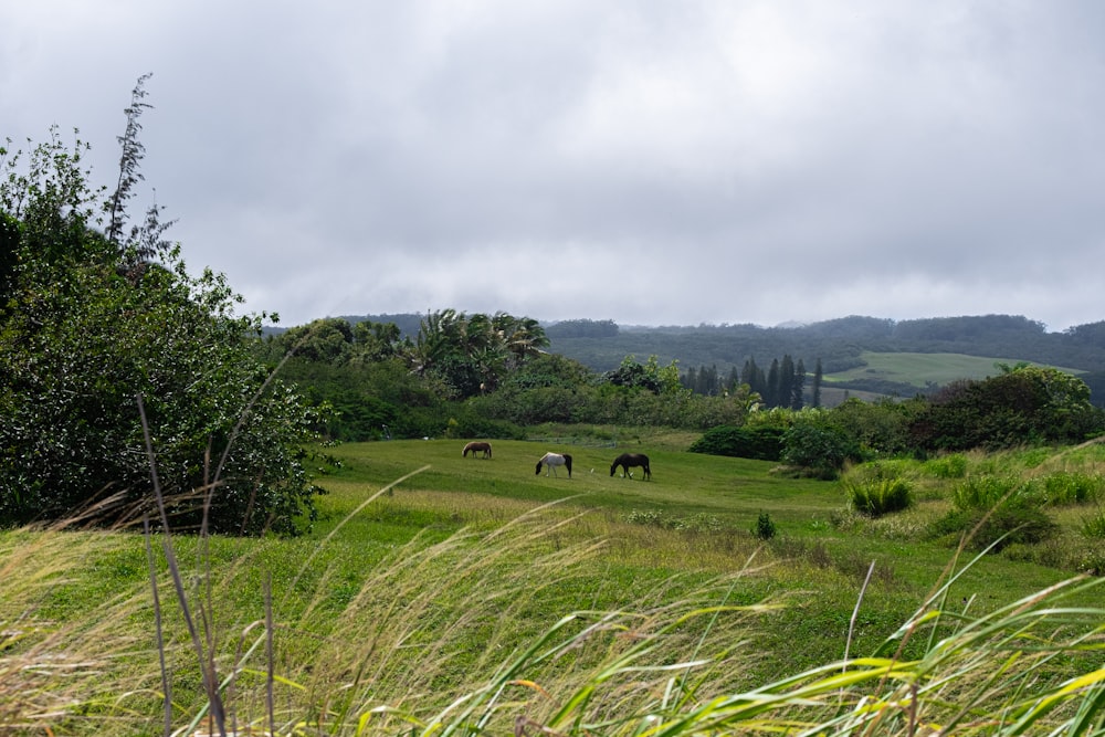 a group of horses grazing on a lush green field