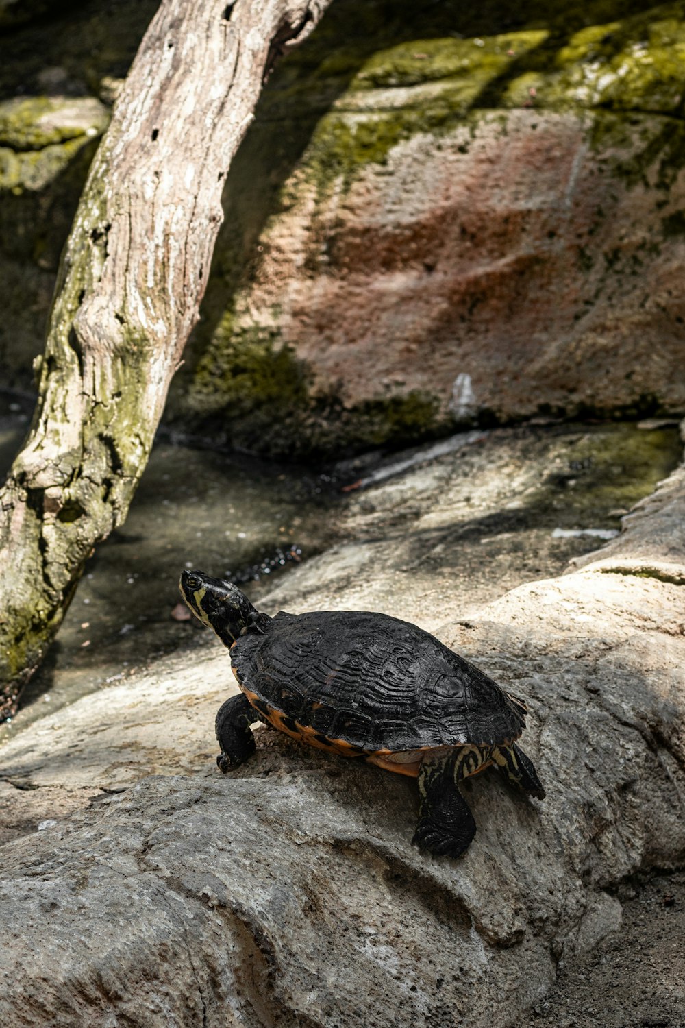 Una tortuga está sentada en una roca cerca de un árbol