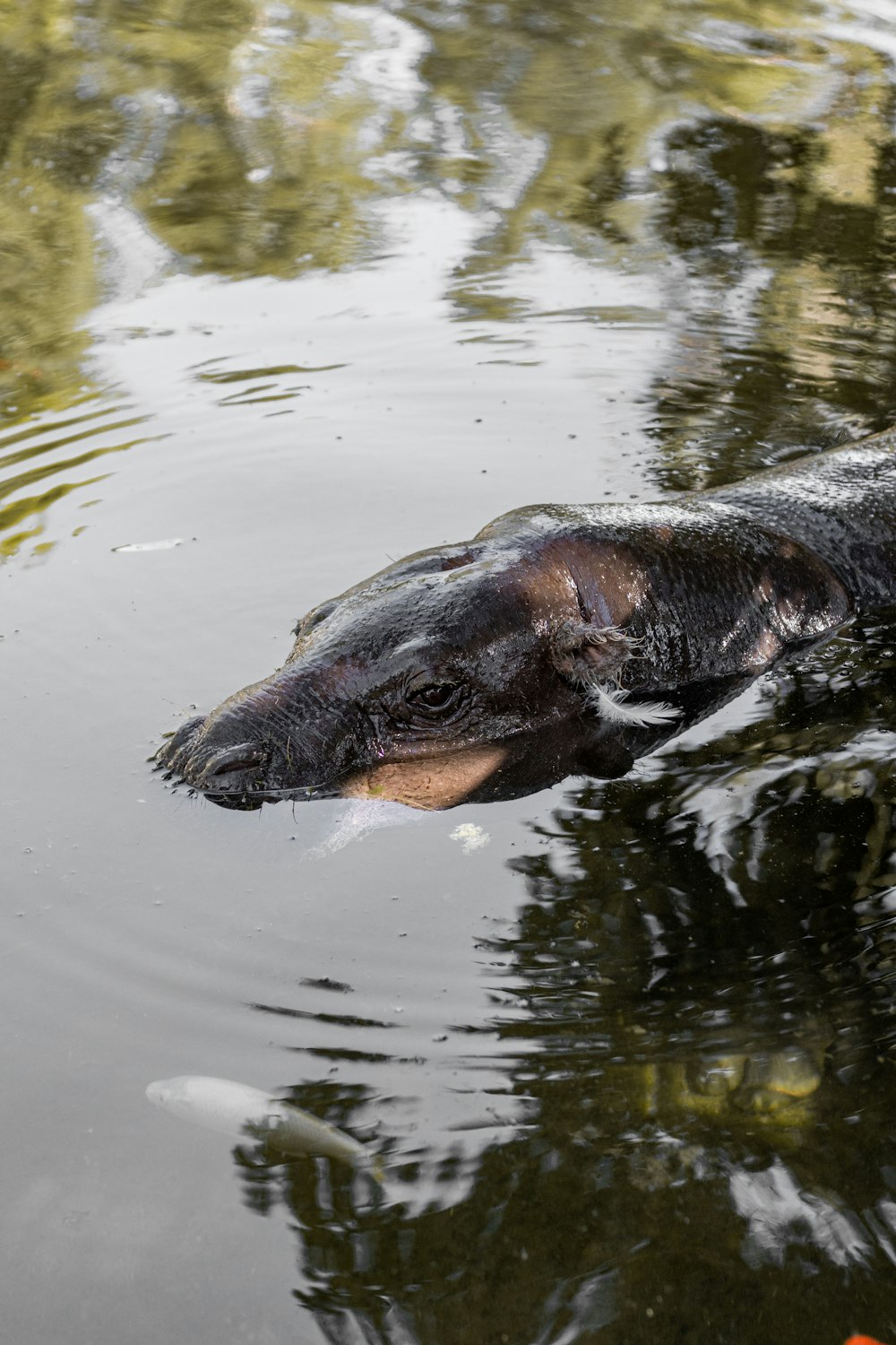 a large alligator swimming in a body of water