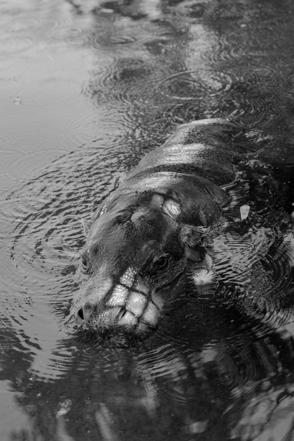 un hippopotame nageant dans un plan d’eau