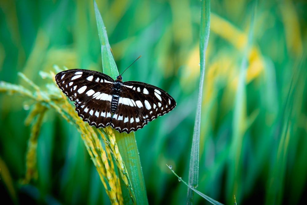ein schwarz-weißer Schmetterling, der auf einem Grashalm sitzt