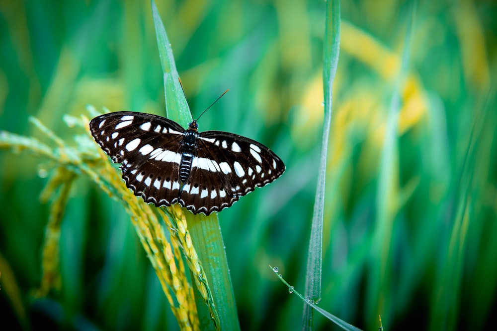 a black and white butterfly sitting on a blade of grass