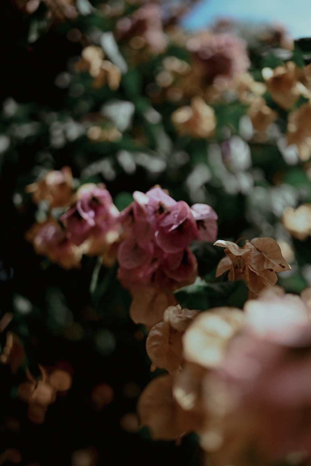 a bunch of flowers that are in a vase