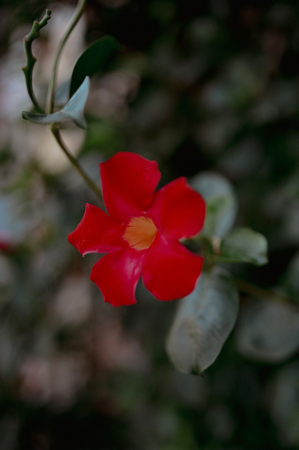 a red flower with green leaves in the background