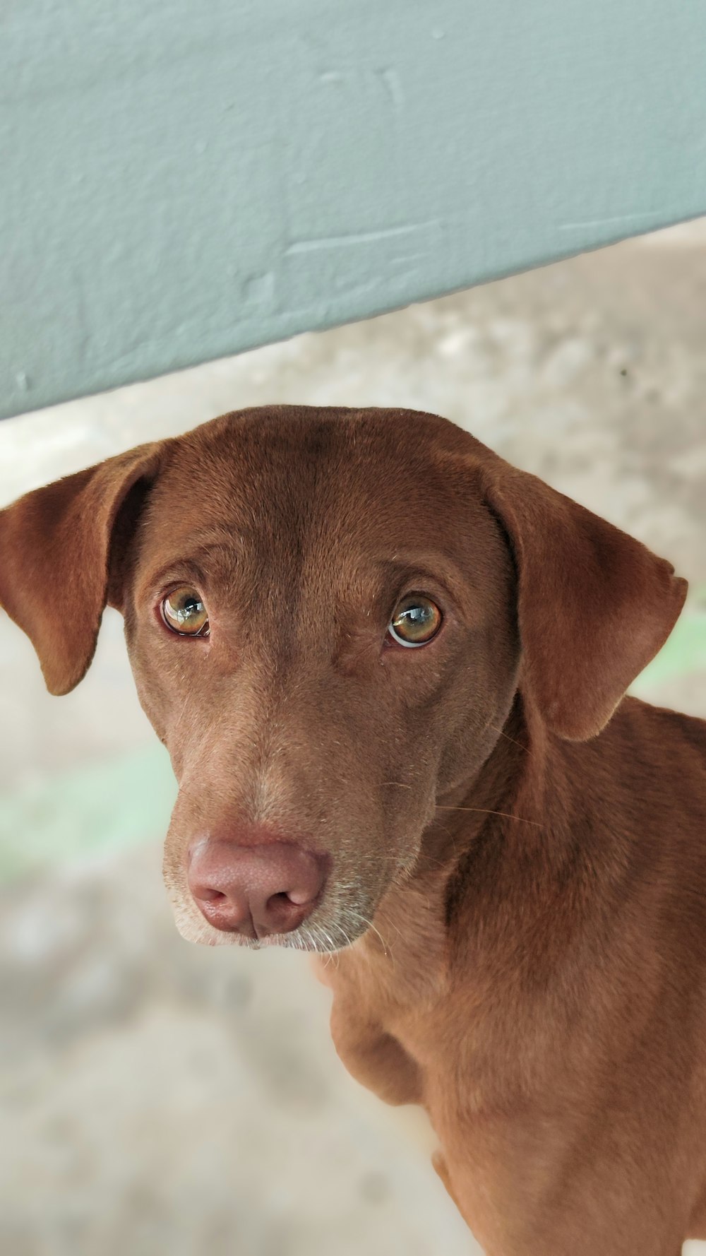 a close up of a dog looking at the camera