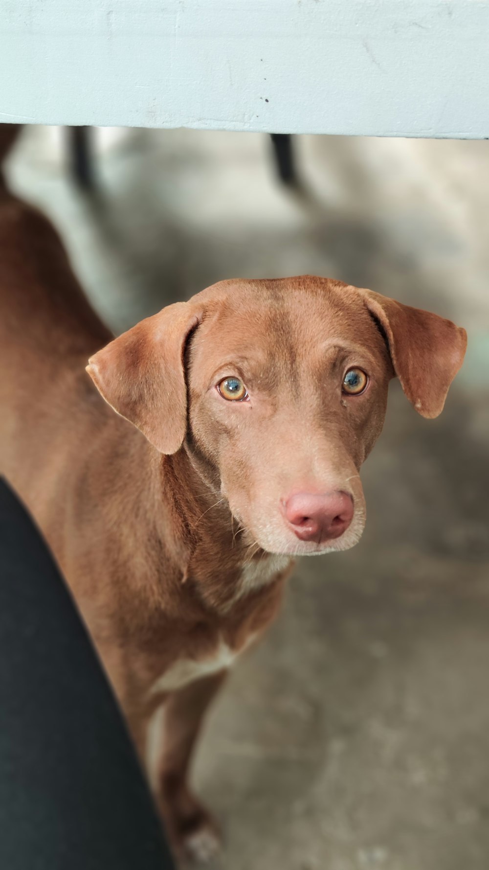 a brown dog looking up at the camera